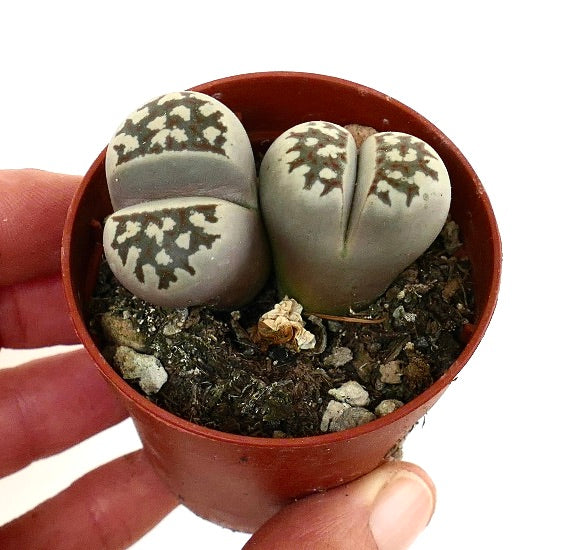Lithops dorotheae rare succulent with gray-green paired leaves and dark patterned markings