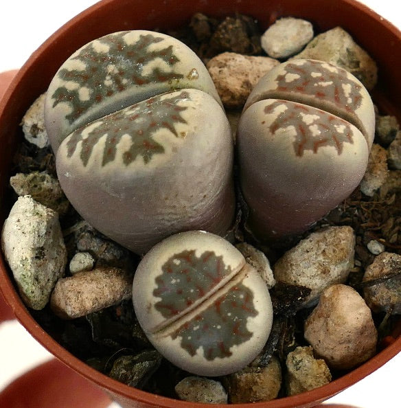 Lithops dorotheae succulent with grayish-green patterned leaves and smooth texture in pot