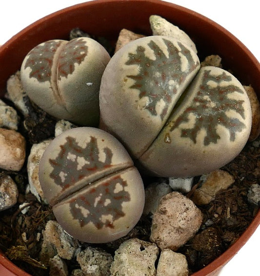 Lithops dorotheae succulent with rounded gray-green leaves and intricate brown patterns