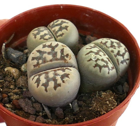 Lithops dorotheae succulent stones with unique patterned gray-green bodies in terracotta pot