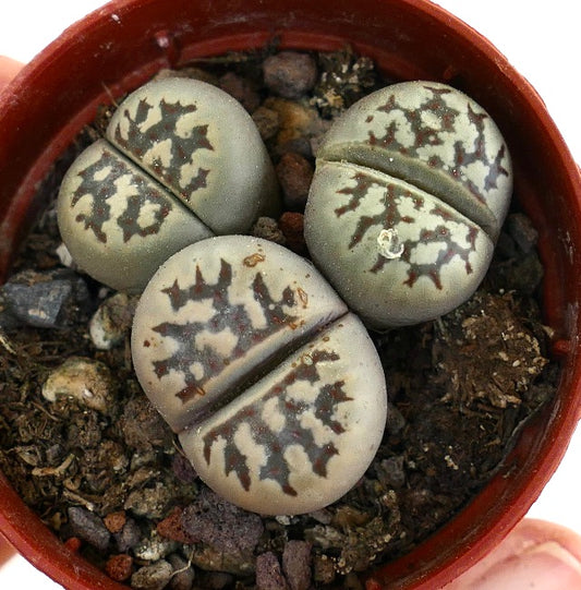 Lithops dorotheae succulent stones with intricate brown patterns and smooth gray-green surfaces