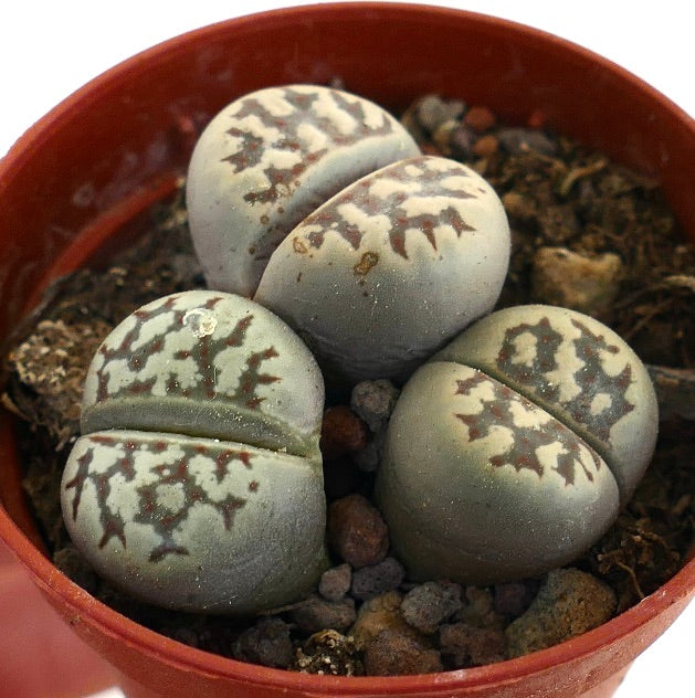 Lithops dorotheae rare succulent with gray-green paired leaves and brown patterned markings