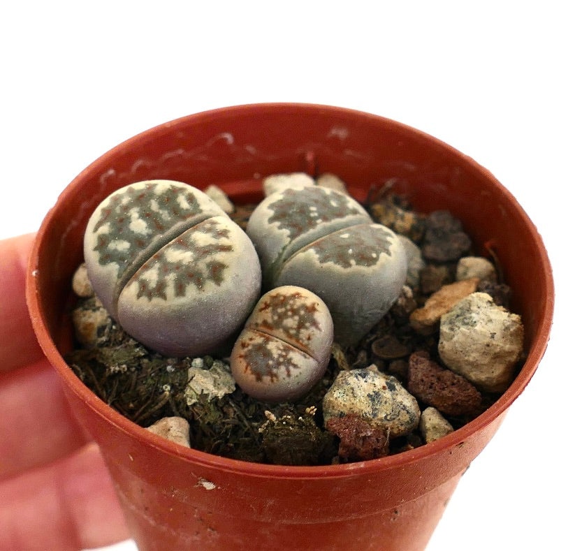 Lithops dorotheae succulent with gray-green rounded bodies and intricate brown patterns in pot