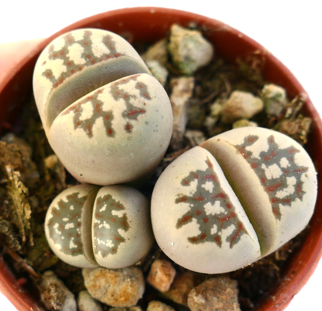 Succulente Lithops dorotheae avec des corps arrondis beige et des motifs complexes marron et blanc