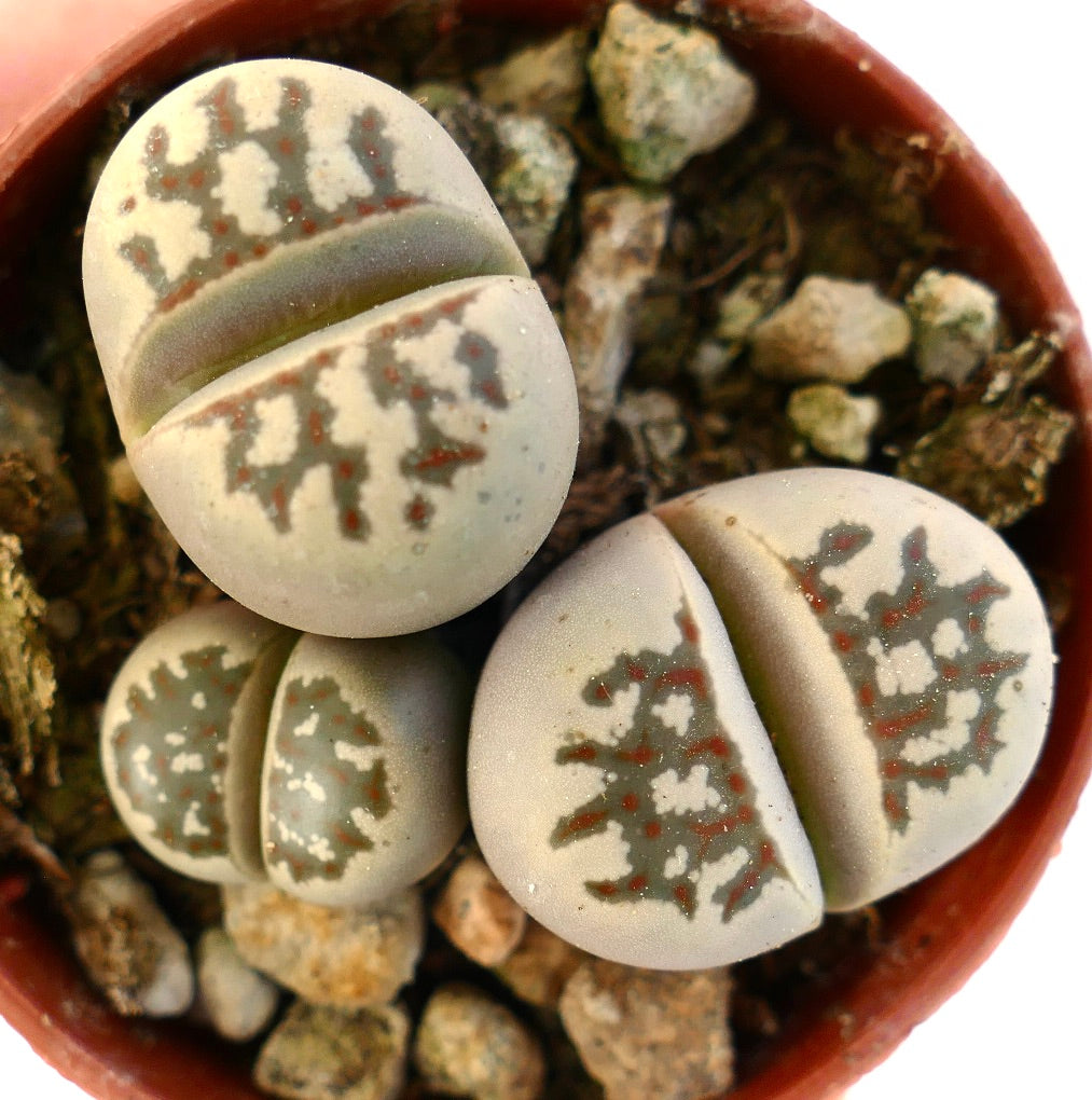 Plantes succulentes Lithops dorotheae aux feuilles lisses et arrondies avec des motifs bruns complexes