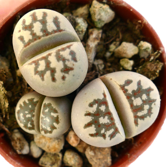 Lithops dorotheae succulent plants with smooth, rounded leaves and intricate brown patterns