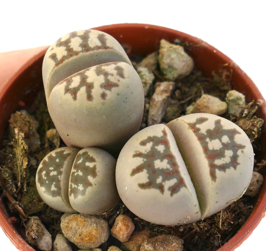 Lithops dorotheae succulent avec des feuilles arrondies gris-vert et des motifs bruns complexes