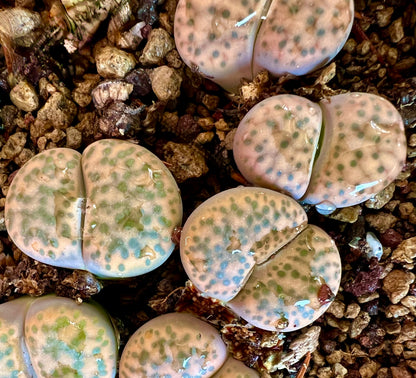 Lithops fulviceps var. laevigata sukkulent med glatte, avrundede blader og grønt mønster med flekker