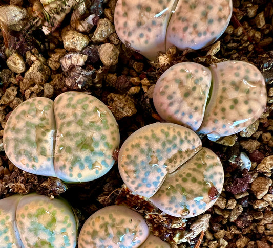 Lithops fulviceps var. laevigata sukkulent med glatte, avrundede blader og grønt mønster med flekker