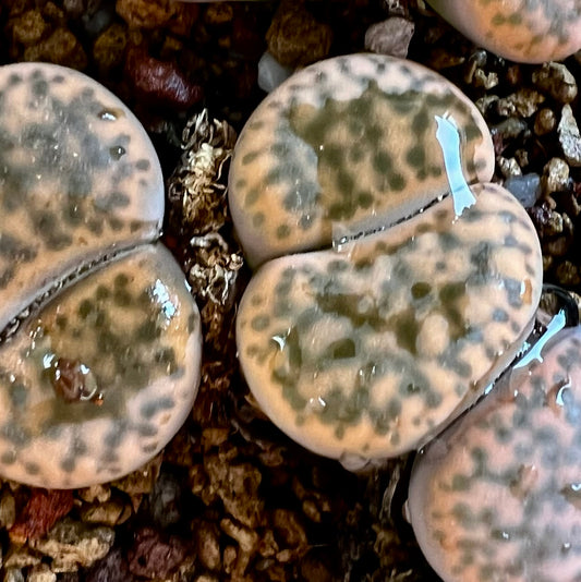Lithops fulviceps var. laevigata sukkulent med glatte, avrundede, flekkete beige og grønne blader på grus