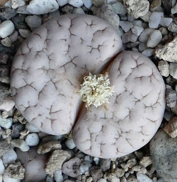Lithops gracilidelineata subsp gracilidelineata var waldroniae succulent with pale, cracked stone-like leaves and white flower