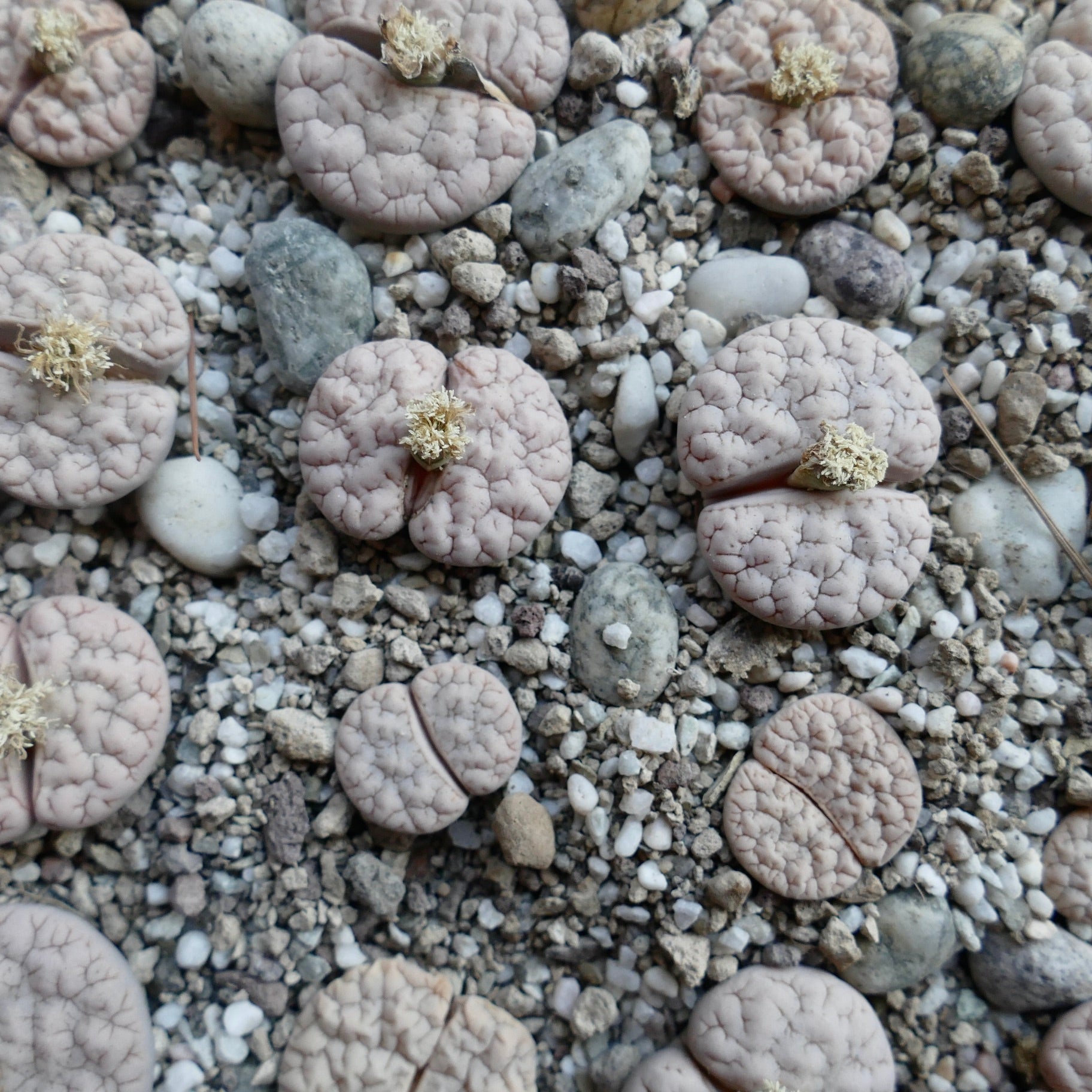 Lithops gracilidelineata var waldroniae succulent with pale pink cracked surface and small cream flowers