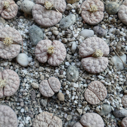 Lithops gracilidelineata var waldroniae succulent with pale pink cracked surface and small cream flowers