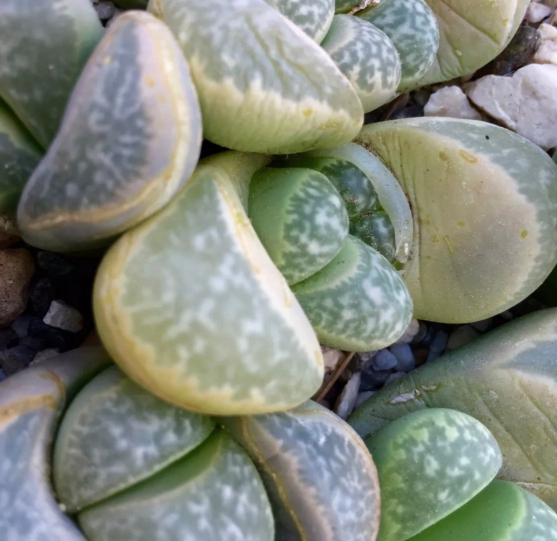 Lithops helmutii C271 SEEDS