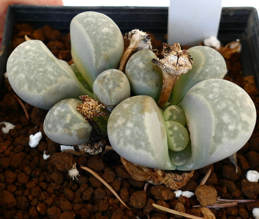 Lithops herrei C237 SEEDS