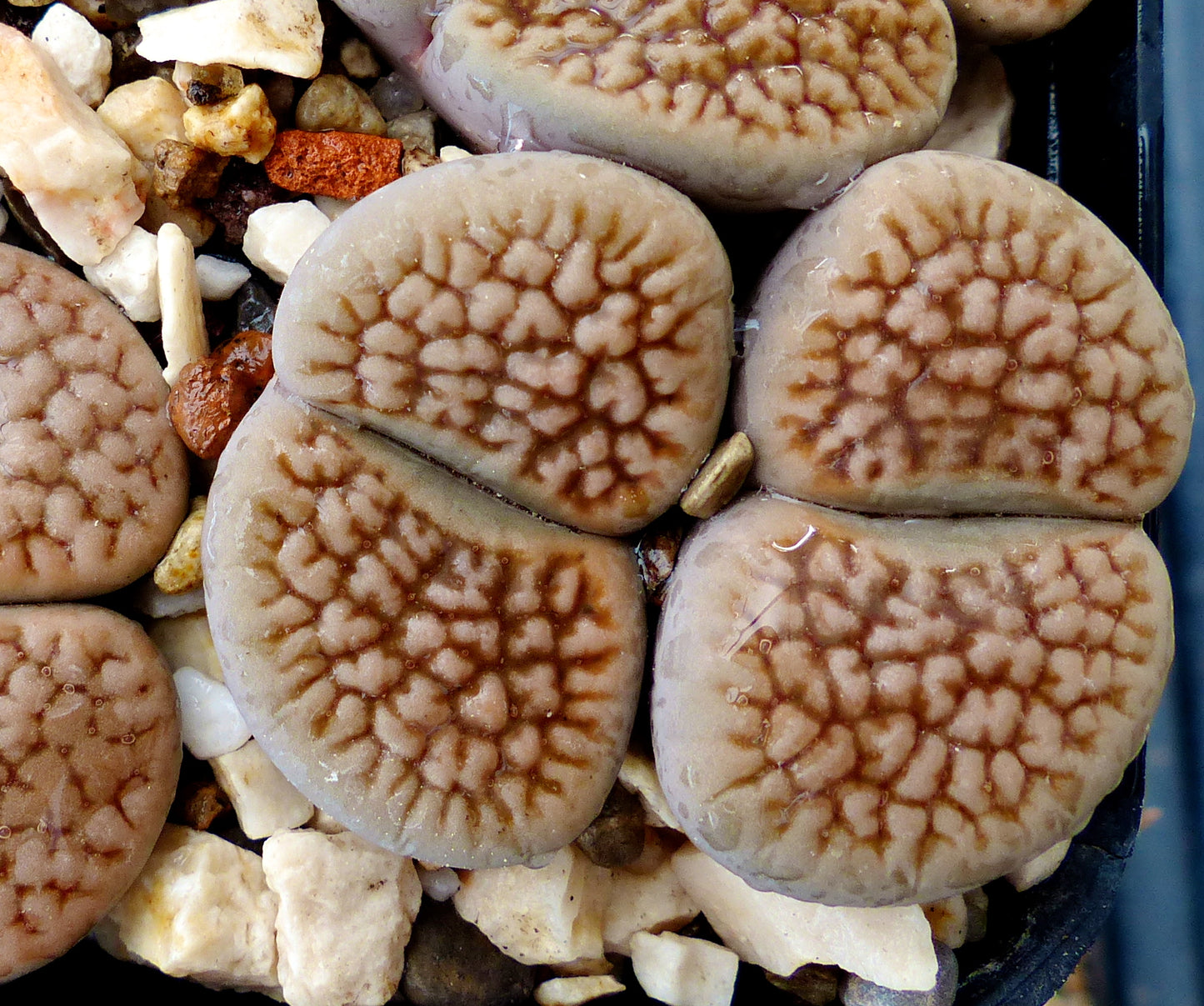 Lithops hookeri v. forma vermicolata C023 SEEDS