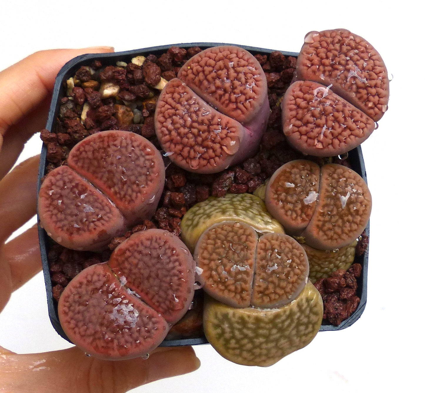 Lithops hookeri v. hookeri (vermiculate form) C051 SEEDS