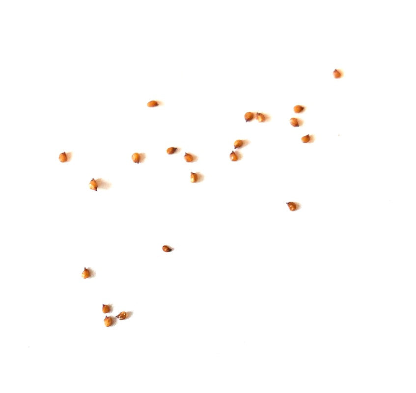 Sementes da suculenta Lithops hookeri v. marginata espalhadas sobre fundo branco