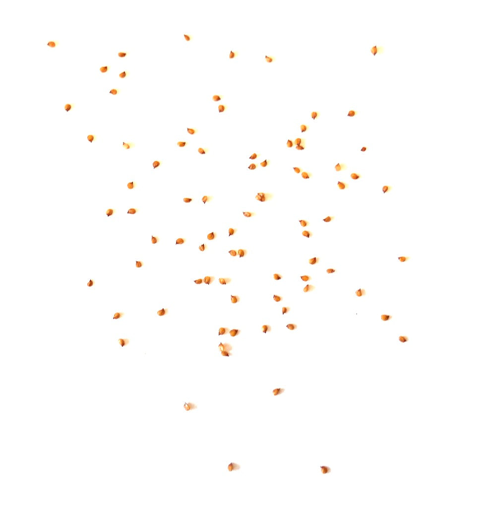 Sementes da planta suculenta Lithops hookeri v. marginata espalhadas sobre fundo branco