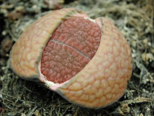 Lithops hookeri v. subfenestrata C021 SEEDS