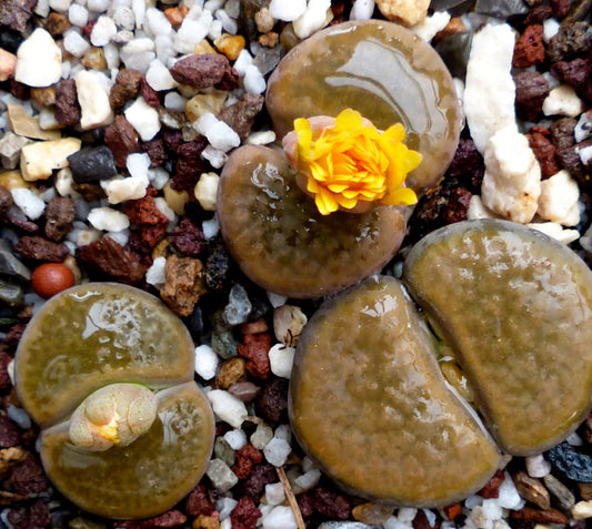 Lithops hookeri v. subfenestrata C175 SEEDS