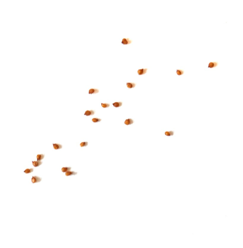 Lithops hookeri var. elephina kleine bruine succulentenzaden op witte achtergrond