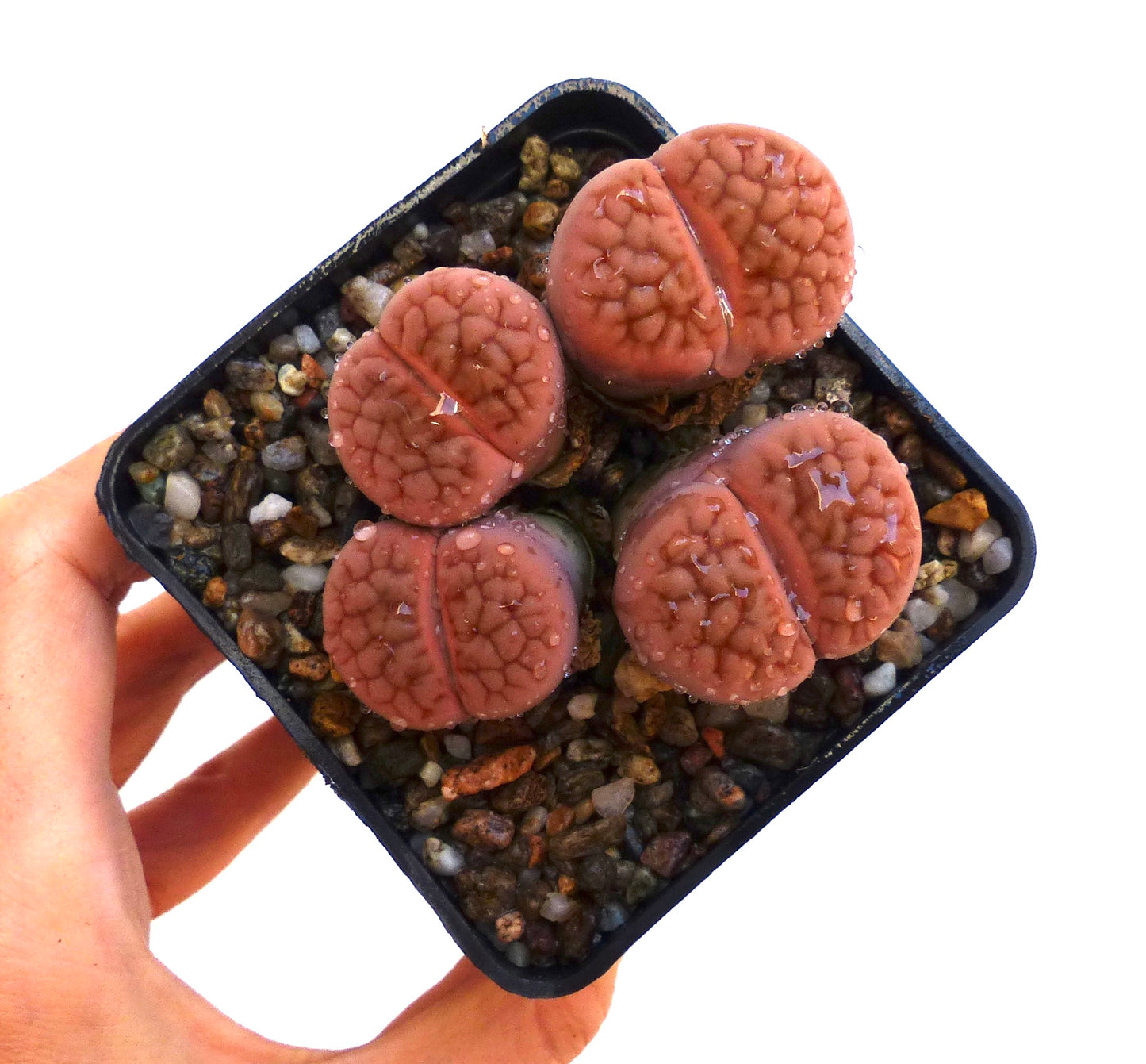 Lithops hookeri var. lutea C038 SEEDS