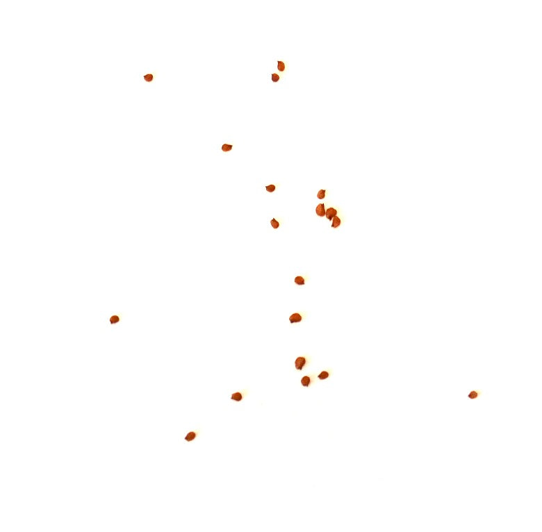 Kleine bruine Lithops hookeri var. subfenestrata vetplantzaden op witte achtergrond