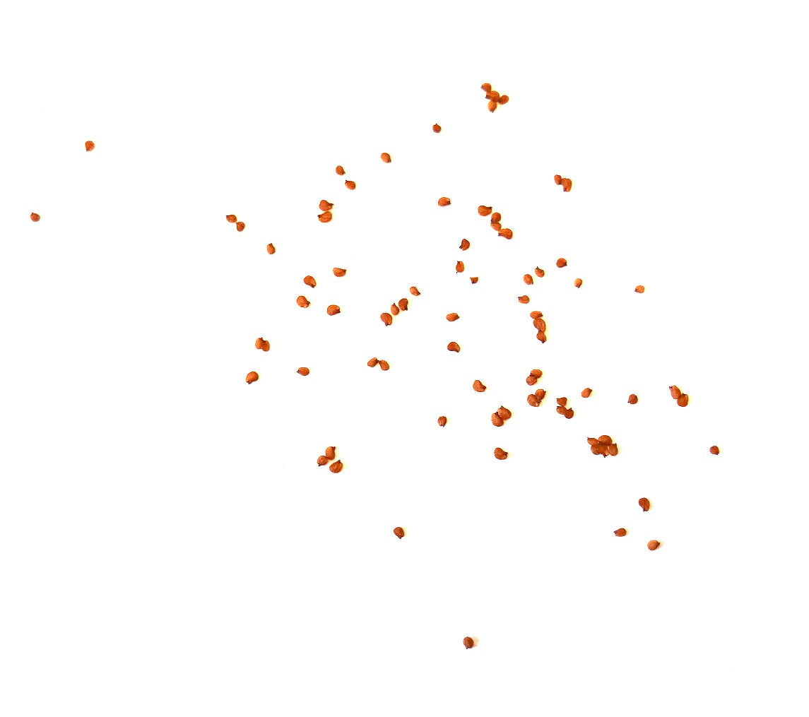 Lithops hookeri var. subfenestrata zeldzame vetplantenzaden verspreid op een witte achtergrond