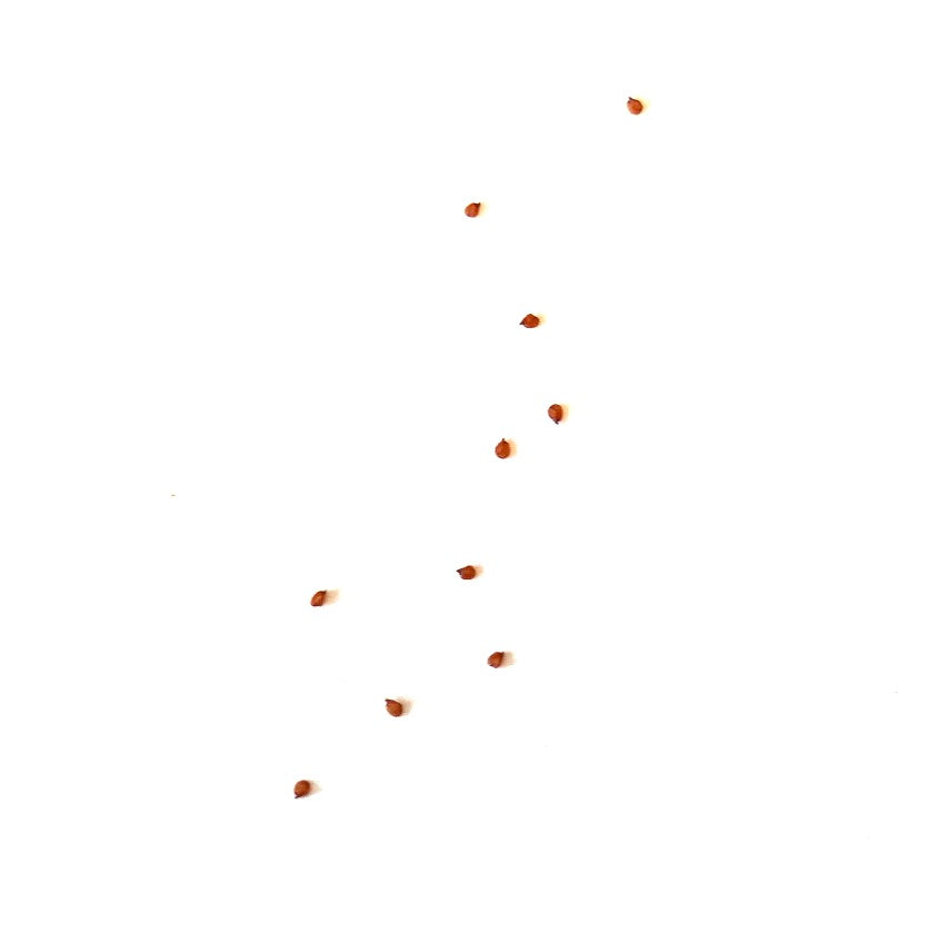 Kleine zaden van Lithops hookeri var. subfenestrata vetplant verspreid op een witte achtergrond