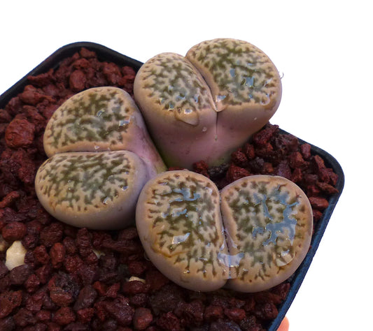 Lithops hookeri var. susannae C091 SEEDS