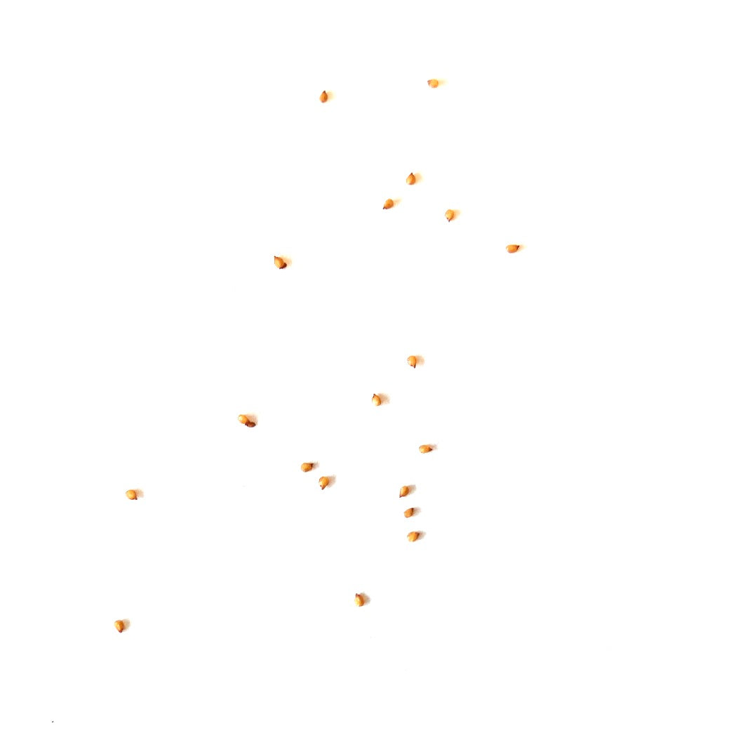 Kleine zaden van Lithops hookeri var. susannae vetplant op witte achtergrond