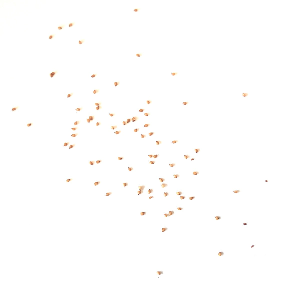 Lithops hookeri var. susannae vetplantenzaden verspreid op een witte achtergrond