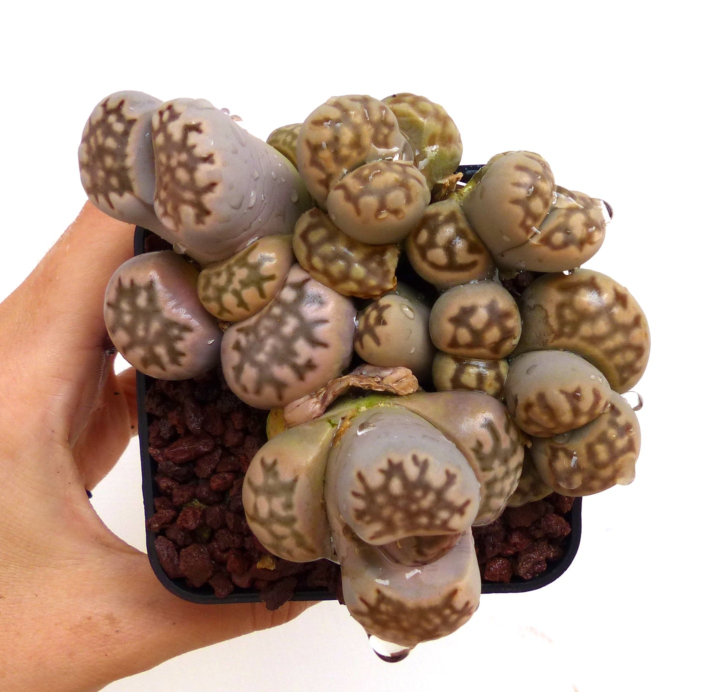 Lithops julii ssp. fulleri v. brunnea C179 SEEDS