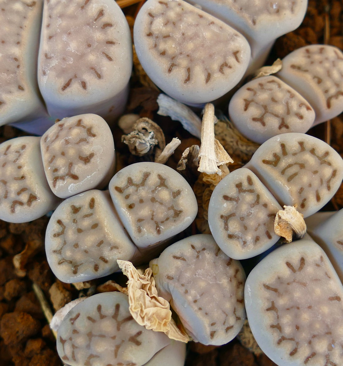 Hoya Semi, Semi In Vaso, Hoya Carnosa Seme Di Fiore Piante Da Giardino - Foto 9