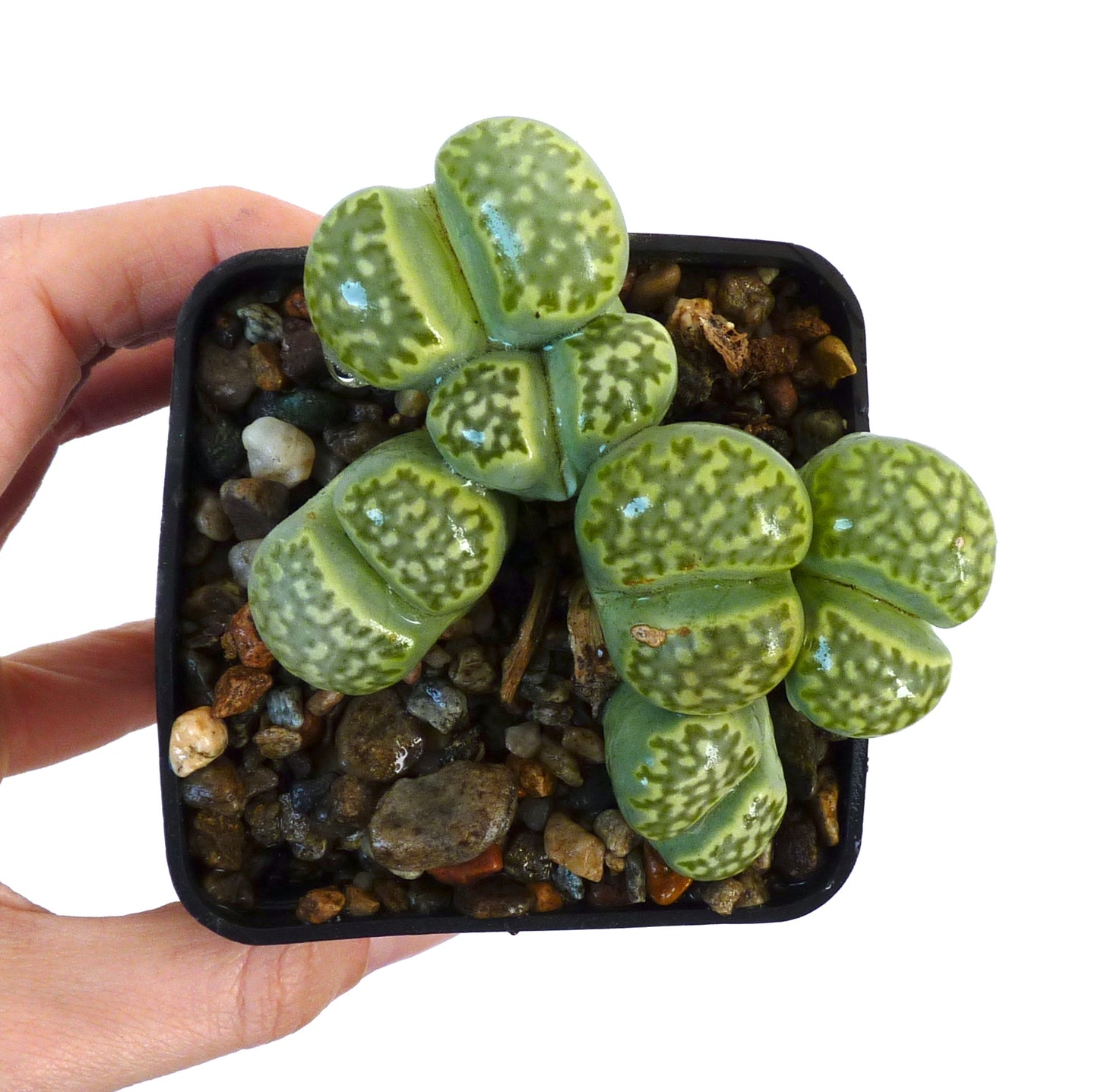 Lithops julii v. fulleri 'Fullergreen' C056A SEEDS