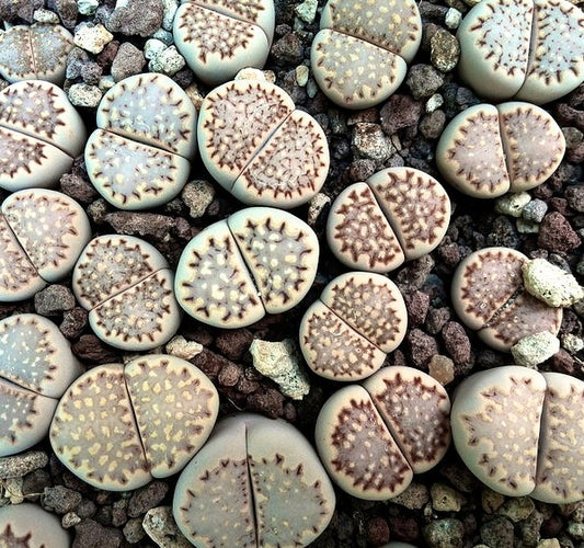 Lithops julii subsp. fulleri var. fulleri C171 SEEDS