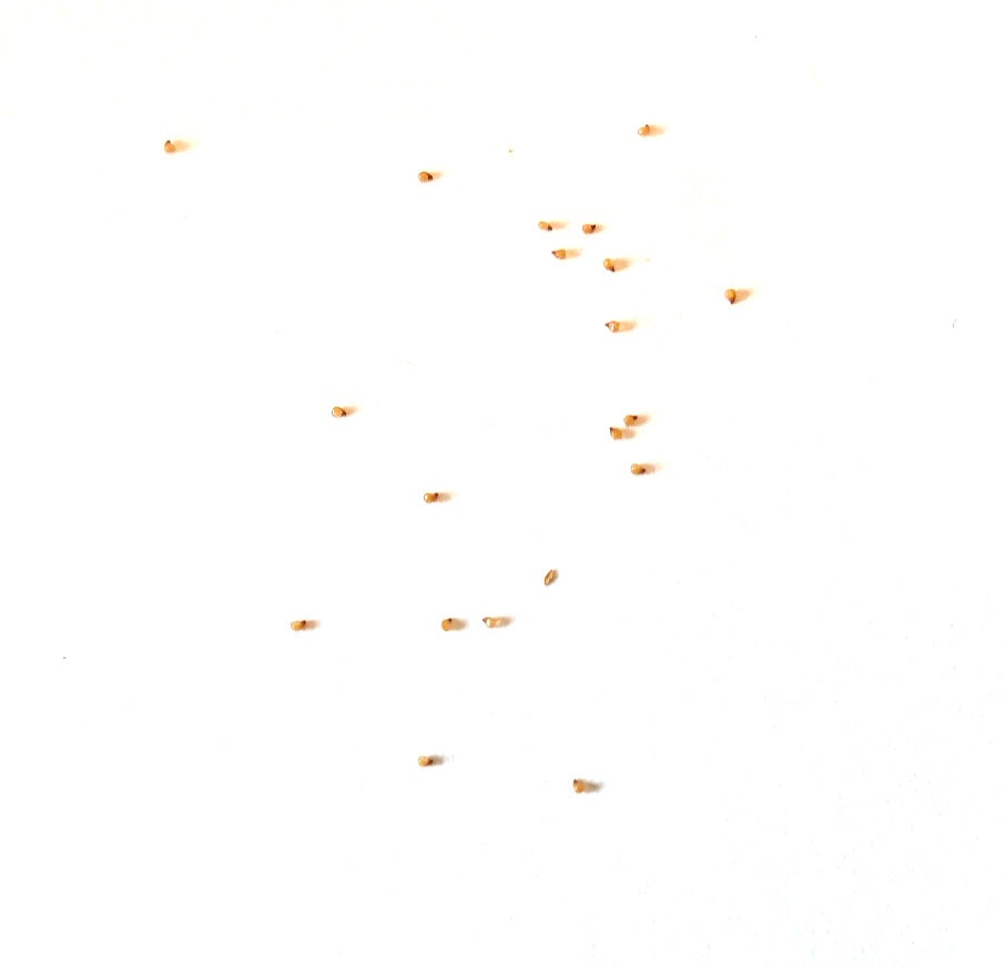 Sementes raras de suculenta Lithops julii subsp. fulleri var. fulleri em fundo branco