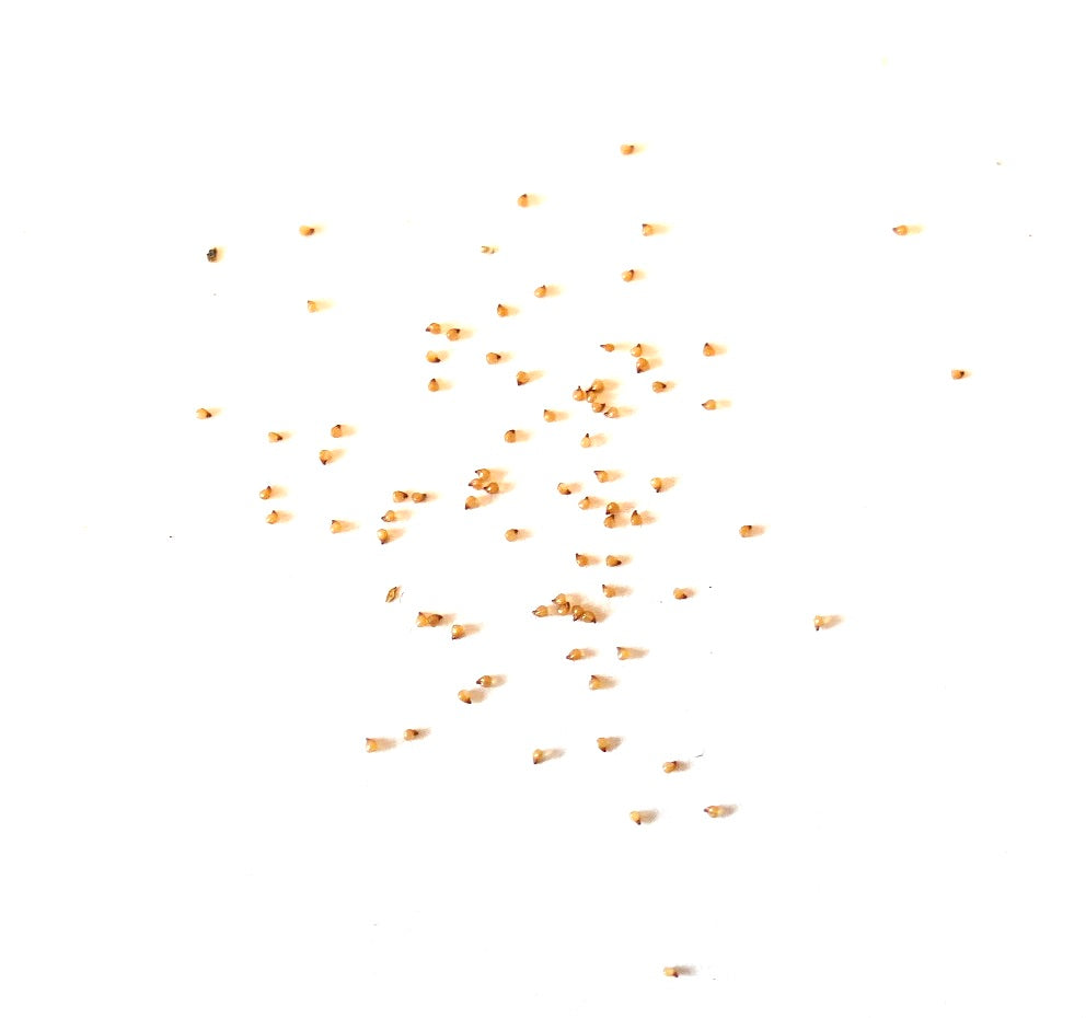 Sementes raras de suculentas Lithops julii subsp. fulleri var. fulleri para propagação