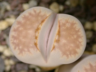 Lithops julii subsp.julii C183 SEEDS