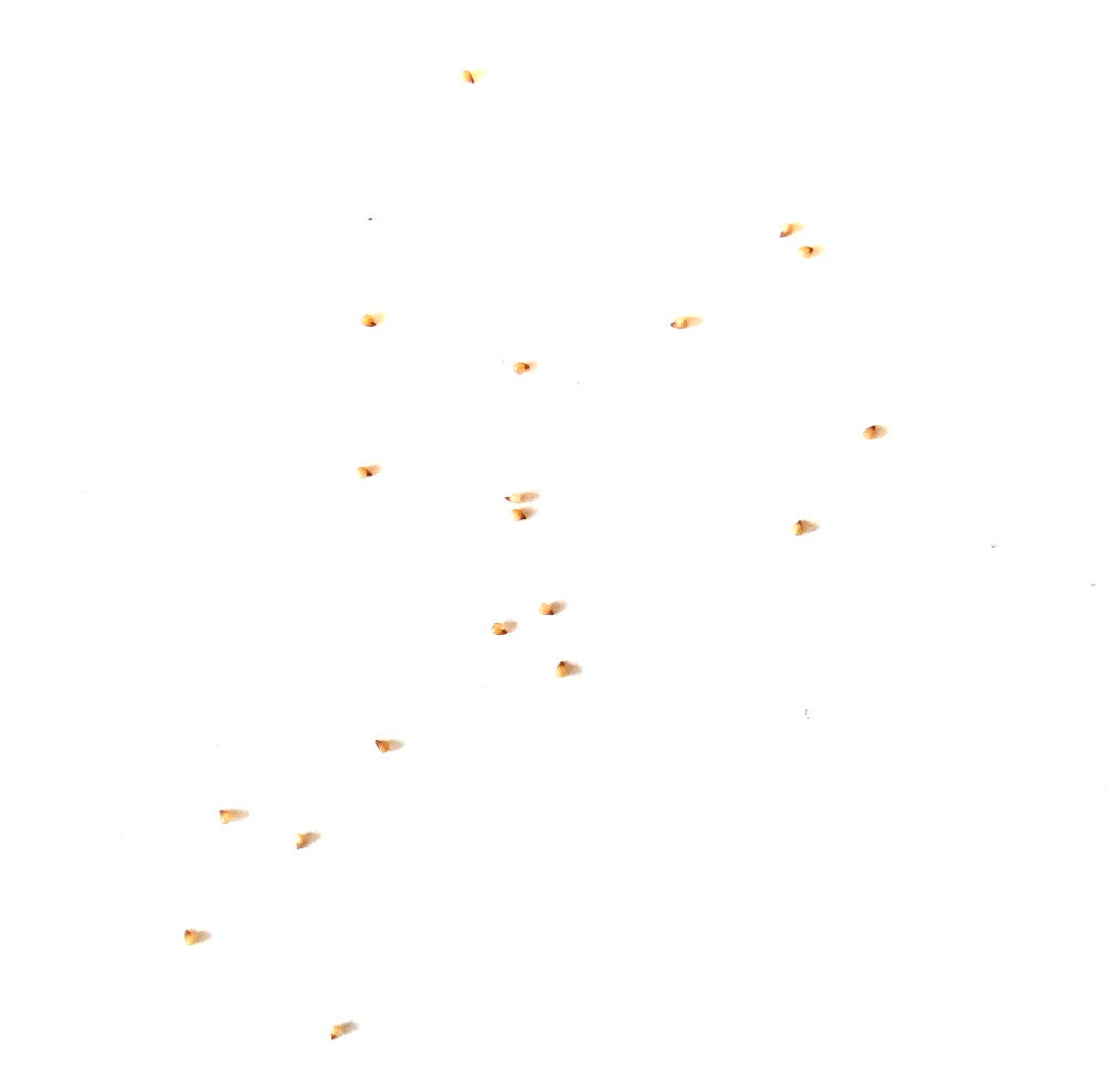 Lithops julii subsp.julii vetplantenzaden verspreid op een witte achtergrond