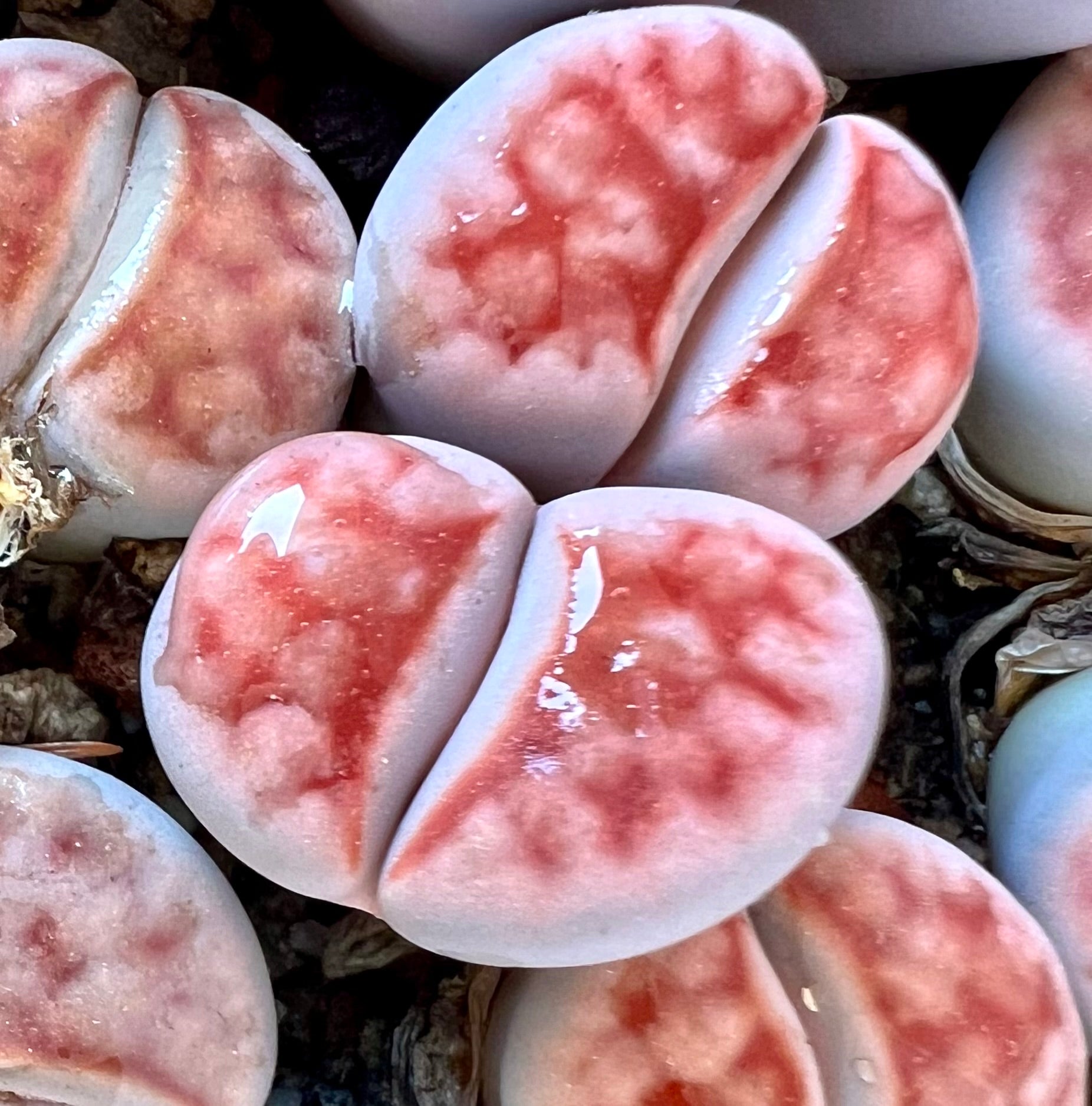 Lithops karasmontana succulent with smooth, rounded leaves and pinkish-red mottled patterns