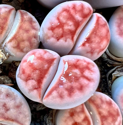 Lithops karasmontana succulent with smooth, rounded leaves and pinkish-red mottled patterns