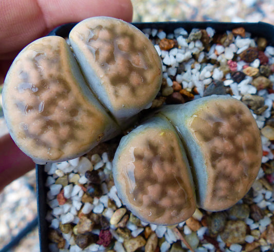 Lithops karasmontana ssp. karasmontana C267