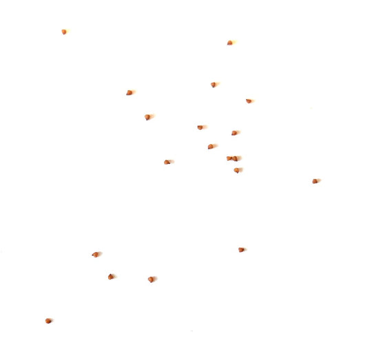 Graines de petite plante succulente brune Lithops karasmontana ssp. karasmontana éparpillées sur fond blanc