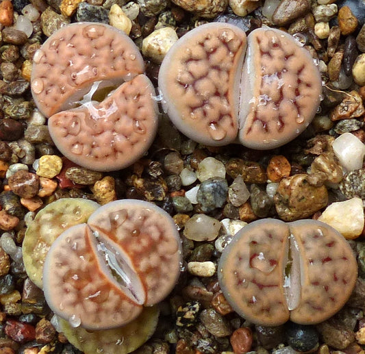 Lithops karasmontana ssp. karasmontana C328 SEEDS