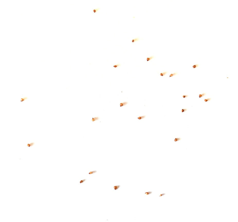 Lithops karasmontana ssp. karasmontana rare succulent seeds on white background