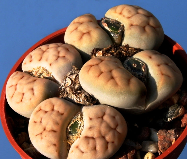 Lithops karasmontana ssp. karasmontana v. karasmontana C327 SEEDS