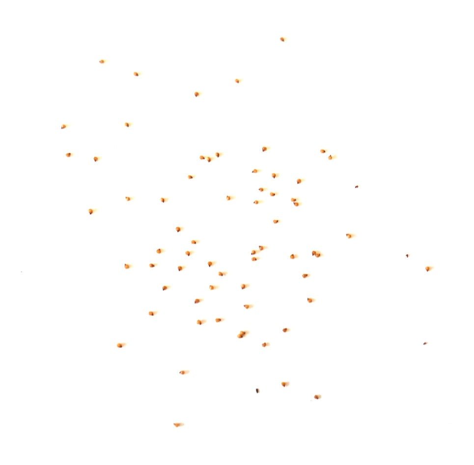 Semi rari di Lithops karasmontana ssp. karasmontana v. karasmontana, piante succulente, sparsi su sfondo bianco