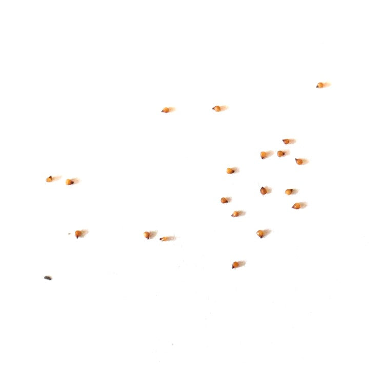 Semi di piccole succulente Lithops karasmontana ssp. karasmontana v. karasmontana su sfondo bianco